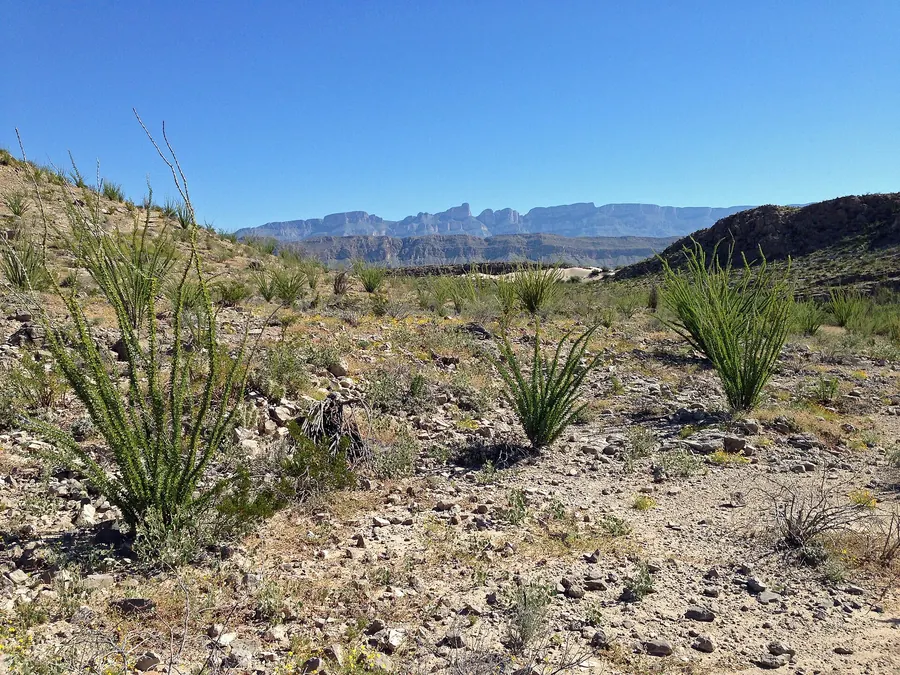 Ocotillo desert below the Sierra del Carmen