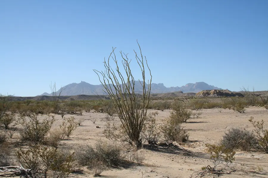 Ocotillo in the Chihuahuan desert